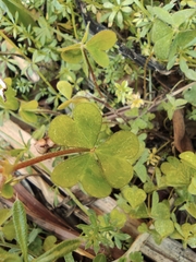 Oxalis corniculata