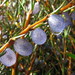 Coprosma acerosa - Photo (c) John Barkla,  זכויות יוצרים חלקיות (CC BY), הועלה על ידי John Barkla