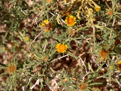 Asteriscus graveolens