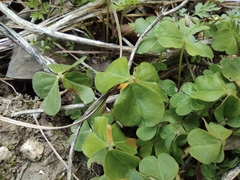 Oxalis debilis