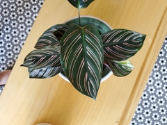 Goeppertia sanderiana