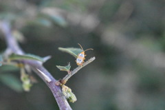 Diabrotica litterata