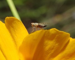 Dioxyna picciola