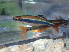 Pteronotropis metallicus