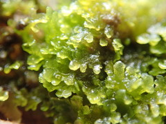 Riccardia chamedryfolia