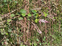 Aloysia scorodonioides