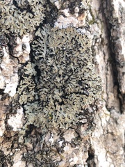 Physconia leucoleiptes