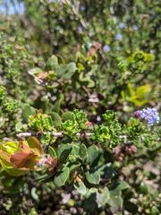 Ceanothus dentatus