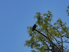 Sturnus vulgaris
