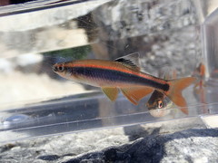 Pteronotropis metallicus