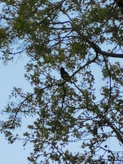 Sturnus vulgaris