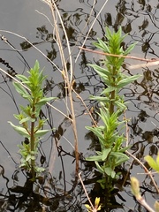 Lysimachia terrestris
