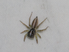 Maeota dorsalis
