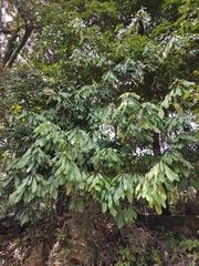 Lindera megaphylla