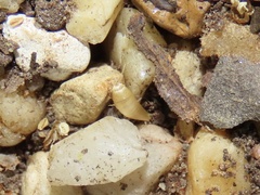 Atelurinae
