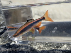 Pteronotropis metallicus