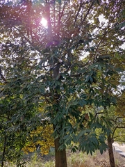 Lindera megaphylla