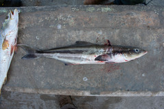 Rachycentron canadum