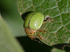 Platyphora quadrisignata