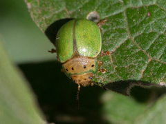Platyphora quadrisignata