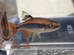 Pteronotropis metallicus