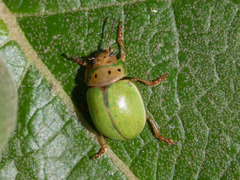 Platyphora quadrisignata
