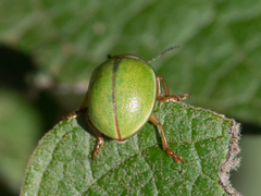 Platyphora quadrisignata