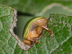 Platyphora quadrisignata