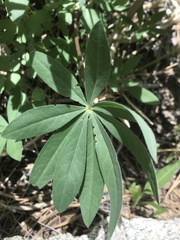 Lupinus latifolius wigginsii