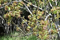 Juglans regia