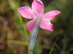 Dianthus laricifolius