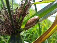 Hyperolius cinnamomeoventris