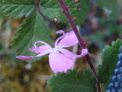 Dianthus laricifolius
