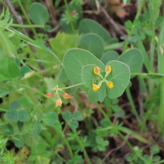Coronilla scorpioides