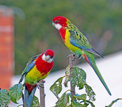 Platycercus eximius diemenensis