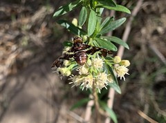 Exoprosopa caliptera