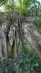 Syagrus flexuosa