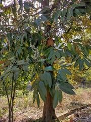 Castanopsis fargesii