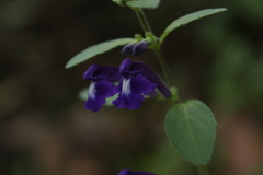 Scutellaria caerulea