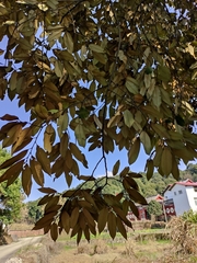 Castanopsis fargesii