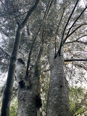 Pinus bungeana
