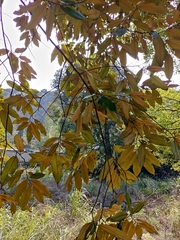 Castanopsis fargesii