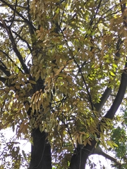 Castanopsis fargesii