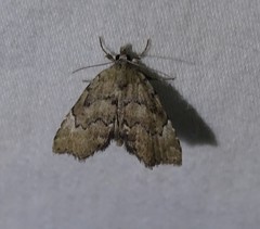 Cutina aluticolor