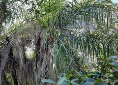 Syagrus flexuosa