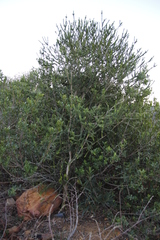 Melaleuca diosmifolia