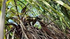 Syagrus flexuosa