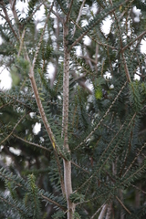 Melaleuca diosmifolia