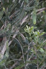Melaleuca diosmifolia
