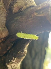 Periclista marginicollis